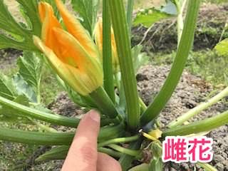 zucchini09.jpg ズッキーニの雌花