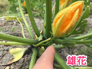 zucchini10.jpg ズッキーニの雄花