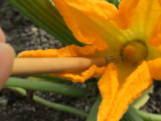 zucchini11.jpg ズッキーニ人工授粉(雄花から花粉をとる)