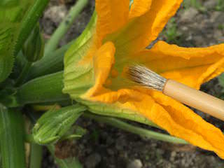 zucchini12.jpg ズッキーニ人工授粉(雌しべに花粉をつける)