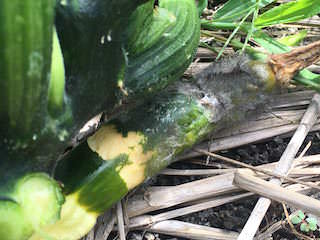 zucchini14.jpg ズッキーニ受粉できずにカビが生えて腐る