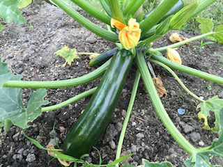zucchini15.jpg 収穫期のズッキーニ
