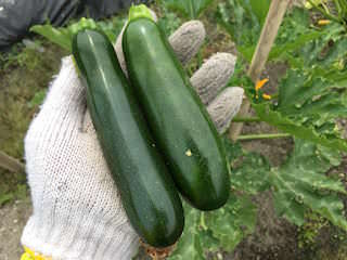 zucchini17.jpg 収穫したズッキーニ