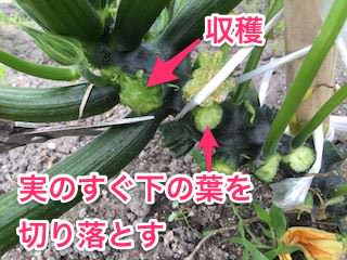 zucchini18.jpg ズッキーニ収穫時に下の葉をかき取る