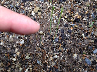 asparagus04.jpg アスパラガス発芽