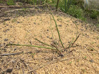 asparagus11.JPG アスパラガス1年目は収穫せずに残す