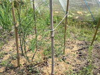 asparagus12.jpg アスパラガスを支柱とヒモで囲む