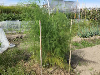 asparagus13.jpg 1.5mの高さまで大きくなるアスパラガス