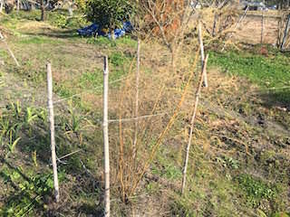 asparagus16.jpg 冬に枯れるアスパラガス