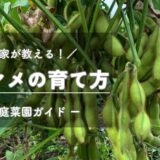 エダマメ（枝豆）の育て方・栽培のコツ -家庭菜園ガイド-