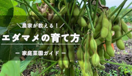 エダマメ（枝豆）の育て方と栽培のコツ