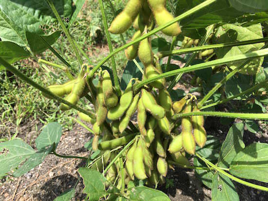 soybeans-top.jpg エダマメ(枝豆)栽培