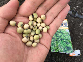 soybeans01.jpg エダマメの種