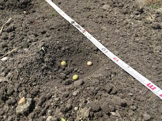 soybeans02.jpg エダマメの種まき
