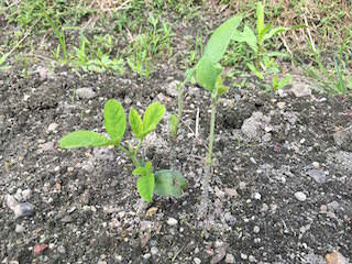soybeans03.jpg エダマメ苗の間引き