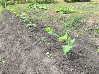 soybeans04.jpg エダマメの土寄せ1回目