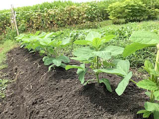 soybeans05.jpg エダマメの土寄せ2回目