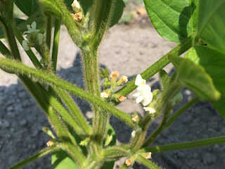 soybeans06.jpg エダマメの開花