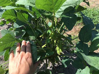 soybeans07.jpg エダマメのさやが付いた