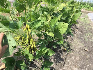 soybeans08.jpg 収穫時期のエダマメ