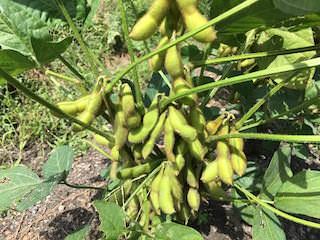 soybeans09.jpg 実が膨らんで収穫期のエダマメ