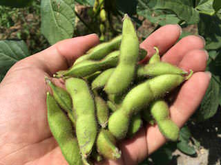 soybeans10.jpg エダマメを1つずつ収穫