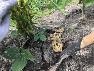 soybeans11.jpg エダマメを株ごと収穫