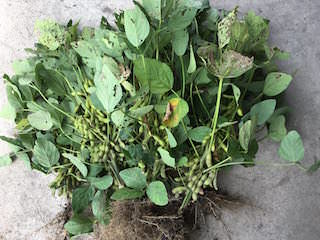 soybeans12.jpg 収穫したエダマメ