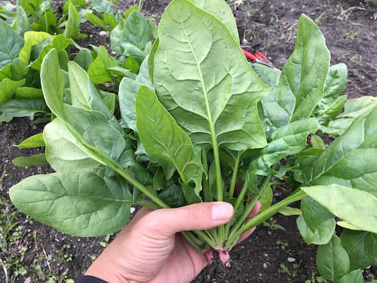 spinach-top.jpg ホウレンソウの栽培