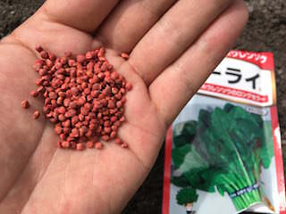 spinach01.jpg ホウレンソウのネーキッド種子