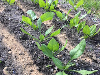 spinach05.jpg ホウレンソウ間引き2回目と追肥