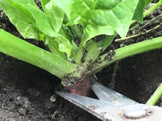 spinach07.jpg 根を1cmほど残して収穫