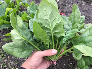 spinach08.jpg 収穫したホウレンソウ