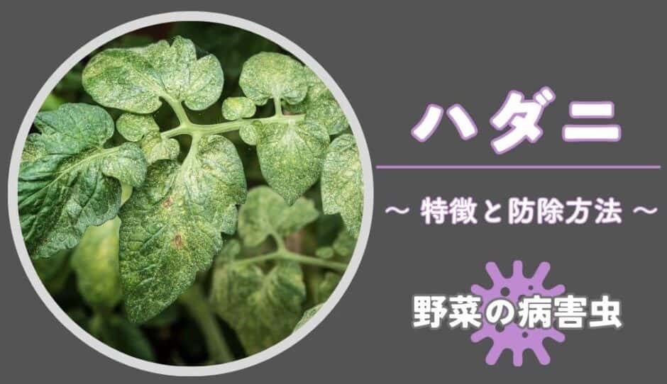ハダニ｜被害の特徴・生態と防除方法 | やまむファーム