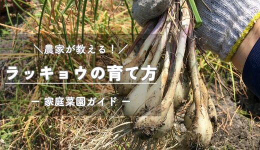 ラッキョウの育て方と栽培のコツ