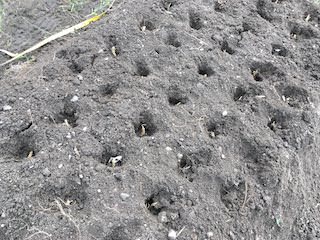 ラッキョウの植え付け