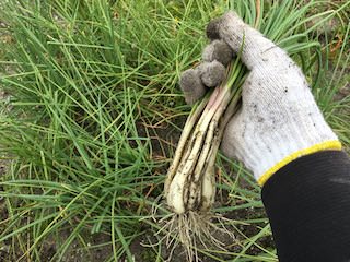 若採りラッキョウのエシャレット収穫