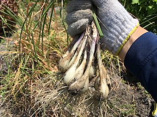 ラッキョウの収穫