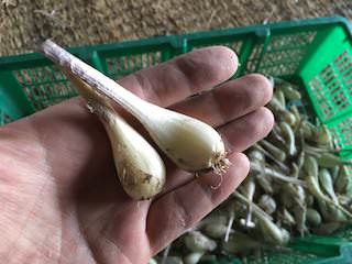 収穫後に根と茎を切り落としたラッキョウ