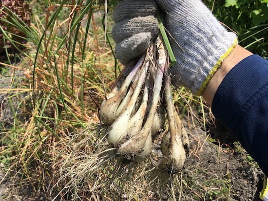 自家製ラッキョウの甘酢漬けの簡単な作り方と必要材料 やまむファーム