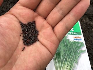 ミズナ(水菜)の種