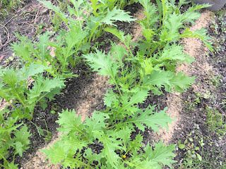 ミズナ(水菜)に追肥