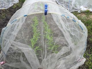 ミズナ(水菜)の畝に防虫ネットを掛ける