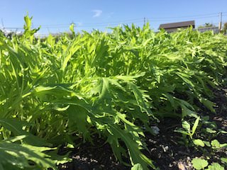 収穫適期のミズナ(水菜)