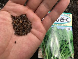 シュンギクの種