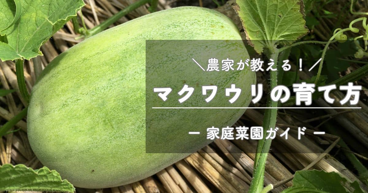 マクワウリの育て方と栽培のコツ | やまむファーム
