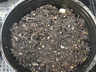 マクワウリをポットに種蒔き
