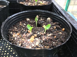 マクワウリの発芽・育苗