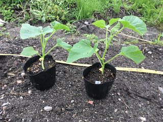 定植期のマクワウリ苗