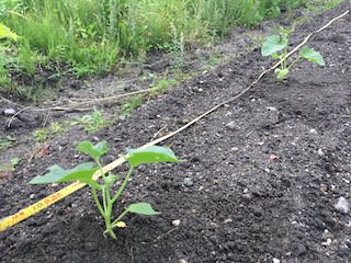 マクワウリ苗の定植